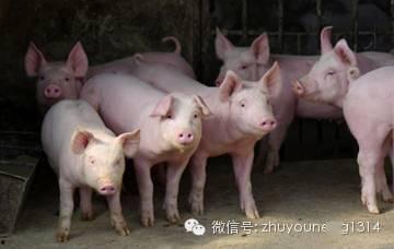 养猪导演爆料视频播放下载  第2张